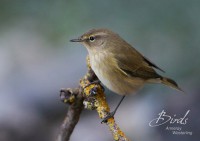 /album/tjiftjaf/tjifftjaff-phyloscopus-collybita-common-chiffchaff-cc-jpg-jpg/